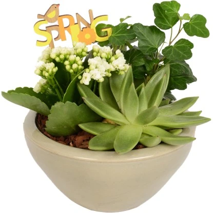 Pflanzen-Arrangement In Keramik-Schale Topf-Ø Ca. 18 Cm 3 Pflanzen-Arrangement In Keramik-Schale Topf-Ø Ca. 18 Cm