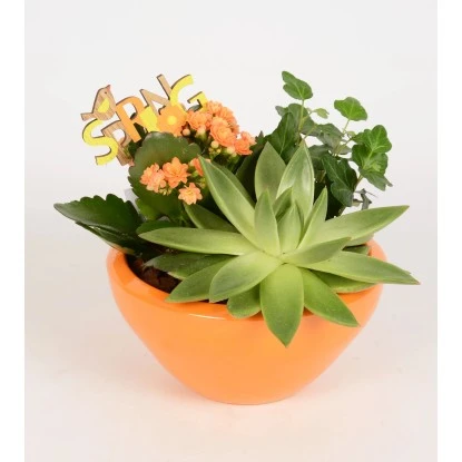 Pflanzen-Arrangement In Keramik-Schale Topf-Ø Ca. 18 Cm 4 Pflanzen-Arrangement In Keramik-Schale Topf-Ø Ca. 18 Cm – Bild 2