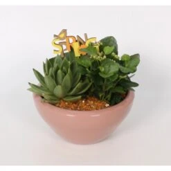 Pflanzen-Arrangement In Keramik-Schale Topf-Ø Ca. 18 Cm 8 Pflanzen-Arrangement In Keramik-Schale Topf-Ø Ca. 18 Cm -Compoten Geschaft 8719194235229 4883 3