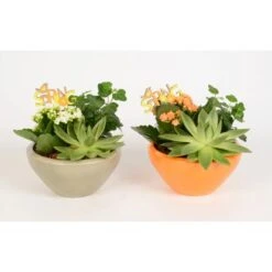 Pflanzen-Arrangement In Keramik-Schale Topf-Ø Ca. 18 Cm 9 Pflanzen-Arrangement In Keramik-Schale Topf-Ø Ca. 18 Cm -Compoten Geschaft 8719194235229 4883 4