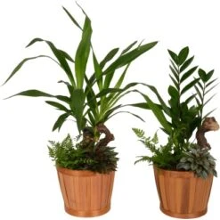 Grünpflanzen-Arrangement Im Bambus-Gefäß Topf-Ø Ca. 18 Cm -Compoten Geschaft 8719194235274 4883 3