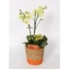 Orchideen-Arrangement Im Korb-Gefäß Topf-Ø Ca. 17 Cm -Compoten Geschaft 8719194235298 4883