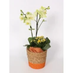 Orchideen-Arrangement Im Korb-Gefäß Topf-Ø Ca. 17 Cm