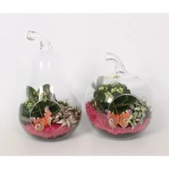 Pflanzen-Arrangement Im Glas-Gefäß Topf-Ø Ca. 18 Cm