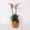 Orchideen-Arrangement Im Bambus-Gefäß Topf-Ø Ca. 20 Cm -Compoten Geschaft 8719194235847 4883 1