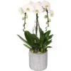 Modernes Orchideen-Arrangement Im Beton-GefäßTopf-Ø Ca. 20 Cm 1 Modernes Orchideen-Arrangement Im Beton-GefäßTopf-Ø Ca. 20 Cm -Compoten Geschaft 8719194277779 4883
