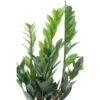 Glücksfeder Im Korbgefäß Topf-Ø Ca. 17 Cm Zamioculcas Zamiifolia