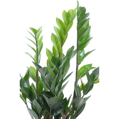 Glücksfeder Im Korbgefäß Topf-Ø Ca. 17 Cm Zamioculcas Zamiifolia 3 Glücksfeder Im Korbgefäß Topf-Ø Ca. 17 Cm Zamioculcas Zamiifolia