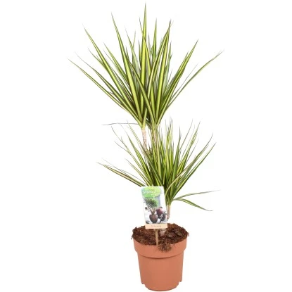 Drachenbaum "Sunray" Höhe Ca. 70-75 Cm Topf-Ø Ca. 17 Cm Dracaena Marginata 3 Drachenbaum "Sunray" Höhe Ca. 70-75 Cm Topf-Ø Ca. 17 Cm Dracaena Marginata