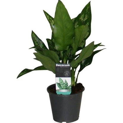 Kolbenfaden "Maria" Höhe Ca. 25 - 30 Cm Topf-Ø Ca. 12 Cm Aglaonema Commutatum 3 Kolbenfaden "Maria" Höhe Ca. 25 - 30 Cm Topf-Ø Ca. 12 Cm Aglaonema Commutatum