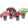 Buntwurz In Sorten Höhe Ca. 40-45 Cm Topf-Ø Ca. 17 Cm Caladium Hybride -Compoten Geschaft 8719194344082 4883 S 01
