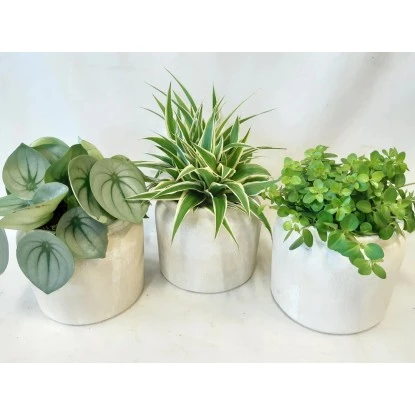 Grünpflanze Im Keramik-Gefäß Höhe Ca. 25 Cm Topf-Ø Ca. 16 Cm 4 Grünpflanze Im Keramik-Gefäß Höhe Ca. 25 Cm Topf-Ø Ca. 16 Cm – Bild 2