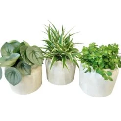 Grünpflanze Im Keramik-Gefäß Höhe Ca. 25 Cm Topf-Ø Ca. 16 Cm