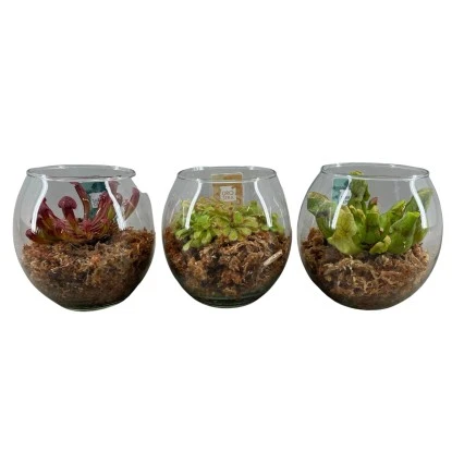 Fleischfressende Pflanze In Sorten Im Glas-Gefäß Topf-Ø Ca. 13 Cm 3 Fleischfressende Pflanze In Sorten Im Glas-Gefäß Topf-Ø Ca. 13 Cm