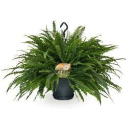 Schwertfarn "Green Lady" Höhe Ca. 50-55 Cm Topf-Ø Ca. 20 Cm Nephrolepis Exaltata