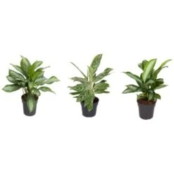 Kolbenfaden In Sorten Höhe Ca. 50-60cm Topf-Ø Ca. 19 Cm Aglaonema Commutatum