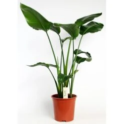 Strelitzie Höhe Ca. 90-100 Cm Topf-Ø Ca. 19 Cm Strelitzia Nicolai