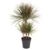 Drachenbaum In Sorten Höhe Ca. 90-110 Cm Topf-Ø Ca. 21 Cm Dracaena Marginata -Compoten Geschaft 8719194451452 4883 S 01