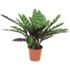 GROW By OBI Korbmarante Ca. 40 - 55 Cm Calathea Lancifolia -Compoten Geschaft 8719194451483 4883 S 01