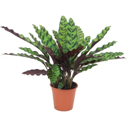 GROW By OBI Korbmarante Ca. 40 - 55 Cm Calathea Lancifolia 3 GROW By OBI Korbmarante Ca. 40 - 55 Cm Calathea Lancifolia