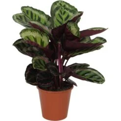 GROW By OBI Korbmarante "Angela" Ca. 75 -85 Cm Calathea Roseopicta
