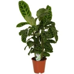 GROW By OBI Korbmarante "Zebrina" Ca. 70 - 80 Cm Calathea
