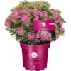 Zwerg-Rhododendron Bloombux® Magenta Höhe Ca. 20 - 30 Cm Topf Ca. 5 L 1 Zwerg-Rhododendron Bloombux® Magenta Höhe Ca. 20 - 30 Cm Topf Ca. 5 L -Compoten Geschaft 872767 3358 1