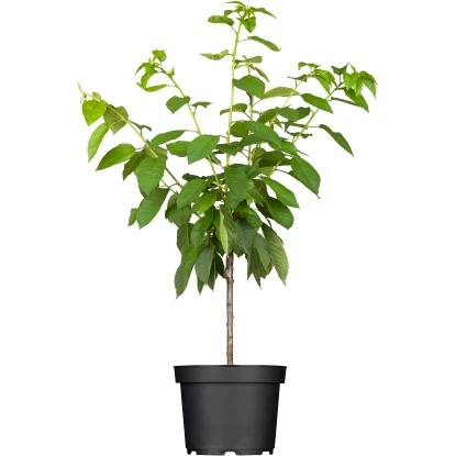 OBI Süßkirsche "Büttners Rote Knorpelkirsche" Rot Höhe Ca.120-140 Cm Topf Ca.7 L 3 OBI Süßkirsche "Büttners Rote Knorpelkirsche" Rot Höhe Ca.120-140 Cm Topf Ca.7 L