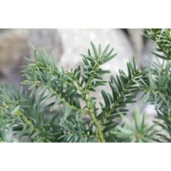 Eibe Set à 30 Stück Höhe Ca. 80 - 100 Cm Ballenware Taxus Baccata 11 Eibe Set à 30 Stück Höhe Ca. 80 - 100 Cm Ballenware Taxus Baccata -Compoten Geschaft 8953127 3358 4 3