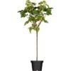 GROW By OBI Bio Johannisbeere Schwarz Höhe Ca. 60 - 80 Cm Ribes Nigrum 2 GROW By OBI Bio Johannisbeere Schwarz Höhe Ca. 60 - 80 Cm Ribes Nigrum -Compoten Geschaft 932135 3358 01