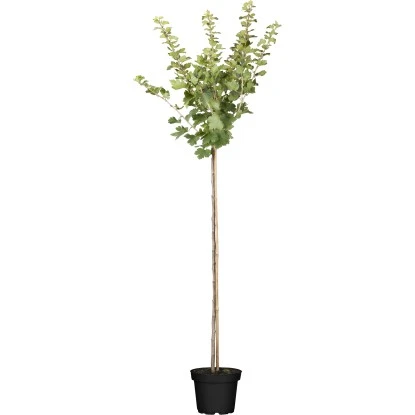 OBI Bio Stachelbeere Hochstamm Rot Ribes Uva-crispa 3 OBI Bio Stachelbeere Hochstamm Rot Ribes Uva-crispa