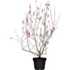 Niedrige Magnolie "Susan" Purpurot Höhe Ca. 80 - 100 Cm Topf Ca. 12 L Magnolia 1 Niedrige Magnolie "Susan" Purpurot Höhe Ca. 80 - 100 Cm Topf Ca. 12 L Magnolia -Compoten Geschaft 942048 3358 1