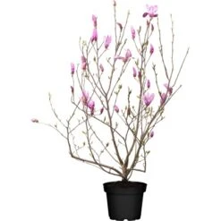 Niedrige Magnolie "Susan" Purpurot Höhe Ca. 80 - 100 Cm Topf Ca. 12 L Magnolia