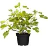 Feige "Perretta" Höhe Ca. 30 - 40 Cm Topf Ca. 2 L Ficus Carica -Compoten Geschaft 942083 3358 1