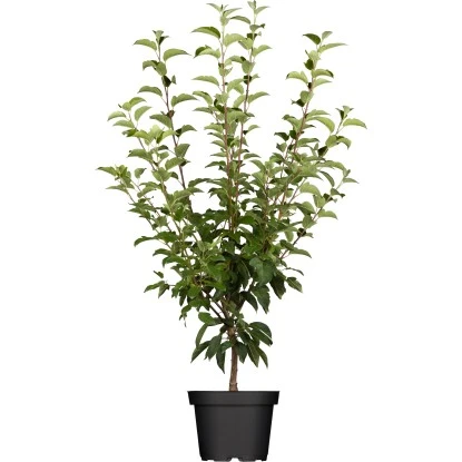 OBI Zierapfel Höhe Ca. 60 - 80 Cm Topf Ca. 7,5 L Malus 3 OBI Zierapfel Höhe Ca. 60 - 80 Cm Topf Ca. 7,5 L Malus