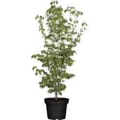 Chinesischer Blumen-Hartriegel Weiß Höhe Ca. 40 - 50 Cm Topf Ca. 5 L Cornus