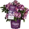 Rhododendron "Happy Dendron" Dreifarbig Höhe Ca. 30 - 40 Cm Topf Ca. 5 L 1 Rhododendron "Happy Dendron" Dreifarbig Höhe Ca. 30 - 40 Cm Topf Ca. 5 L -Compoten Geschaft 954085 3358 1