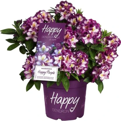 Rhododendron "Happy Dendron" Dreifarbig Höhe Ca. 30 - 40 Cm Topf Ca. 5 L 3 Rhododendron "Happy Dendron" Dreifarbig Höhe Ca. 30 - 40 Cm Topf Ca. 5 L