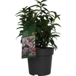 Duft-Fleischbeere "Winter Gem" Höhe Ca. 20 - 30 Cm Topf Ca. 3,4 L Sarcococca