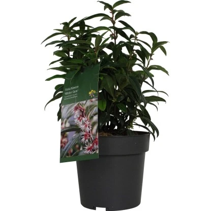 Duft-Fleischbeere "Winter Gem" Höhe Ca. 20 - 30 Cm Topf Ca. 3,4 L Sarcococca 3 Duft-Fleischbeere "Winter Gem" Höhe Ca. 20 - 30 Cm Topf Ca. 3,4 L Sarcococca