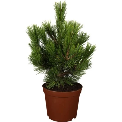 OBI Bosnische Kiefer "Malinki" Höhe Ca. 20 - 30 Cm Topf Ca. 4,6 L Pinus 3 OBI Bosnische Kiefer "Malinki" Höhe Ca. 20 - 30 Cm Topf Ca. 4,6 L Pinus