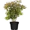 OBI Sommergrüne Azalee "Rosata" Höhe Ca. 40 - 50 Cm Topf Ca. 5 L Rhododendron -Compoten Geschaft 986428 3358 1