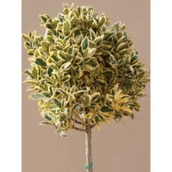 GROW By OBI Japanischer Spindelstrauch "Bravo" Höhe Ca.65cm Topf Ca.9 L Euonymus