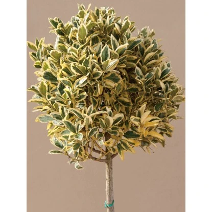 GROW By OBI Japanischer Spindelstrauch "Bravo" Höhe Ca.65cm Topf Ca.9 L Euonymus 3 GROW By OBI Japanischer Spindelstrauch "Bravo" Höhe Ca.65cm Topf Ca.9 L Euonymus