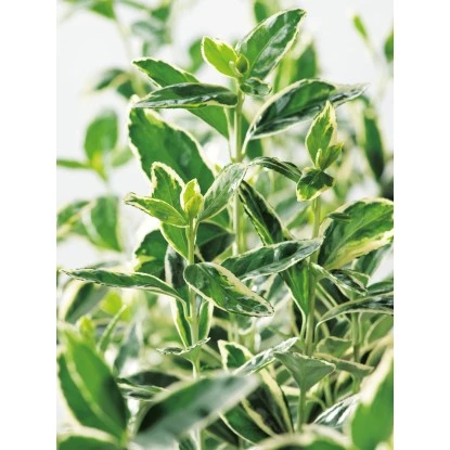 OBI Japanischer Spindelstrauch "Bravo" Höhe Ca. 90 Cm Topf Ca. 18 L Euonymus 4 OBI Japanischer Spindelstrauch "Bravo" Höhe Ca. 90 Cm Topf Ca. 18 L Euonymus – Bild 2