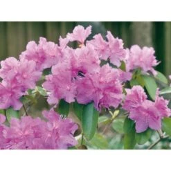 OBI Alpenrose "P.J.Mezitt" Lila Höhe Ca. 30 - 40 Cm Topf Ca. 4 L Rhododendron