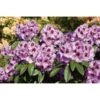 OBI Rhododendron-Hybride "Pfauenauge" Lila Höhe Ca. 20 - 30 Cm Topf Ca. 4 L 2 OBI Rhododendron-Hybride "Pfauenauge" Lila Höhe Ca. 20 - 30 Cm Topf Ca. 4 L -Compoten Geschaft Rhododendron Pfauenauge 1
