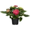 Bauernhortensie "Premium" Rot Topf Ca. 3 L Hydrangea -Compoten Geschaft Rot Topf ca. 3 l Hydrangea