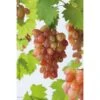 Weinrebe "Piroschka" Rosé Topf Ca. 3 L Vitis 2 Weinrebe "Piroschka" Rosé Topf Ca. 3 L Vitis -Compoten Geschaft Vitis vinifera Katharina 1
