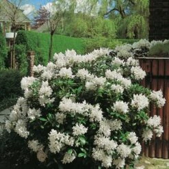 OBI Rhododendron "Cunninghams White" Weiß Höhe Ca. 20 - 30 Cm Topf Ca. 5 L -Compoten Geschaft White Caucasicum hybrid 2